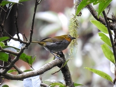 Yellow-Whiskered Bush Tanager photo 1