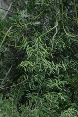 Secamone filiformis