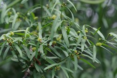 Secamone filiformis
