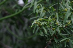 Secamone filiformis
