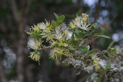 Maerua racemulosa