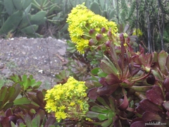 Aeonium arboreum