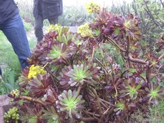 Aeonium arboreum