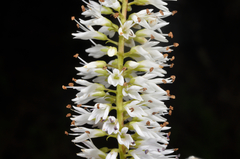 Veronica phormiiphila