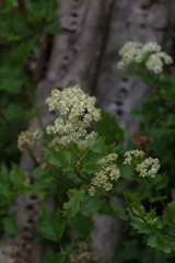 Microglossa mespilifolia