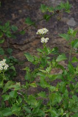 Microglossa mespilifolia