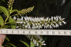 Veronica phormiiphila