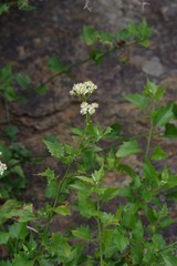 Microglossa mespilifolia