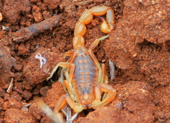 Buthus gabani