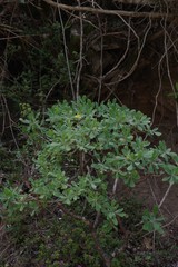 Othonna triplinervia