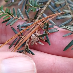 Coleotechnites apicitripunctella