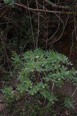 Othonna triplinervia