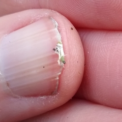 Coleotechnites apicitripunctella