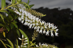 Veronica phormiiphila