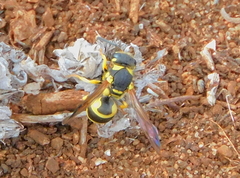Ancistrocerus biphaleratus