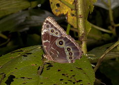 Morpho helenor narcissus
