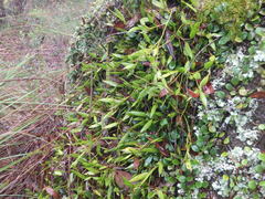 Dendrobium pugioniforme