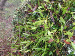 Dendrobium pugioniforme