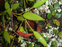 Dendrobium pugioniforme