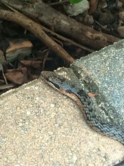 Cubophis vudii