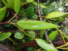 Dendrobium pugioniforme