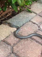 Cubophis vudii