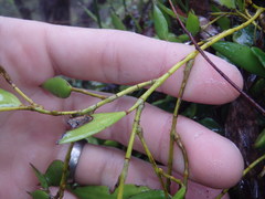 Dendrobium pugioniforme