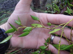 Dendrobium pugioniforme