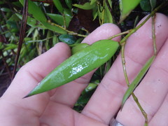 Dendrobium pugioniforme