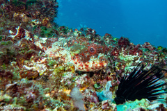 Scorpaena jacksoniensis