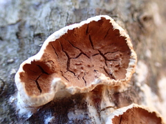 Scytinostroma artocreas