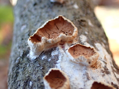 Scytinostroma artocreas