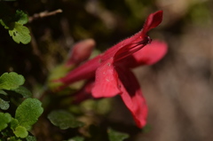 Asteranthera ovata