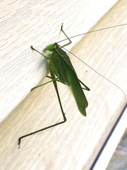 Scudderia