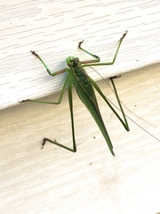 Scudderia