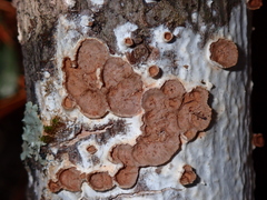 Scytinostroma artocreas