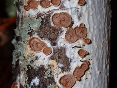 Scytinostroma artocreas