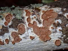 Scytinostroma artocreas