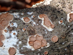 Scytinostroma artocreas