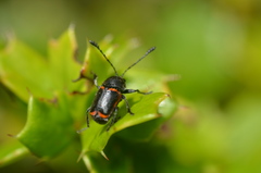 Mylassa pectinicornis