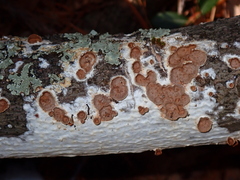 Scytinostroma artocreas