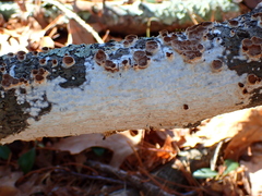 Scytinostroma artocreas