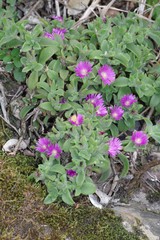 Delosperma ecklonis