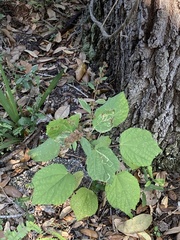 Urena lobata image