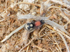 Physetopoda punctata