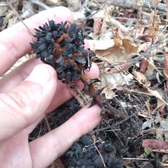Bdallophytum americanum