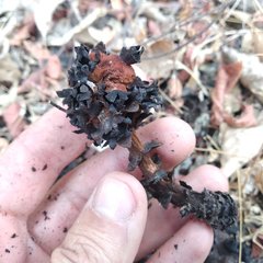 Bdallophytum americanum