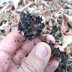 Bdallophytum americanum
