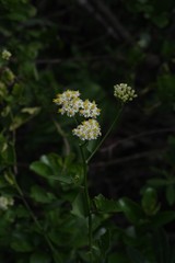 Microglossa mespilifolia