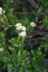 Microglossa mespilifolia